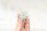 3 Small Tillandsia Tectorum Ecuador Air Plants for $14 Hot on Sale