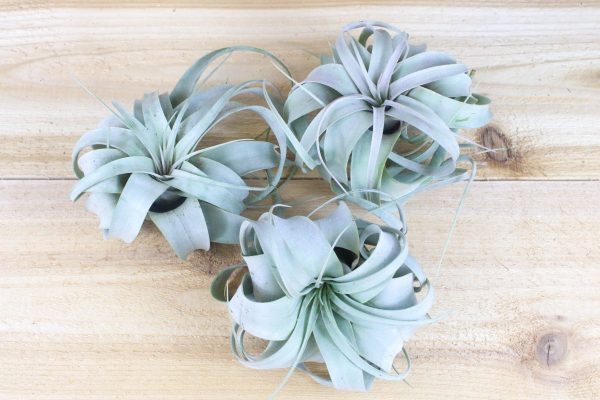 Wholesale Special: Small Tillandsia Xerographica Air Plants   4-5 Inches Across [Min Order 36] For Sale