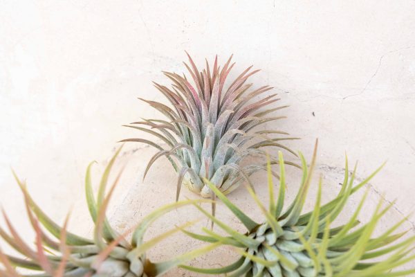 Sale: 40% Off - Large Tillandsia Ionantha Rubra Air Plants [10 or 20 Pack] Sale