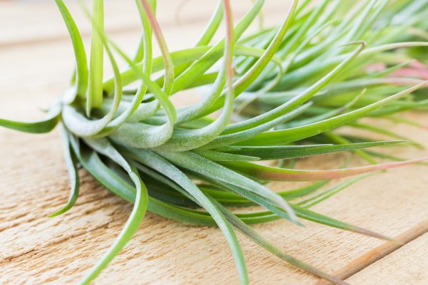 Wholesale: Tillandsia Victoriana Air Plants [Min Order 12] Fashion