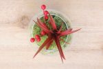 Wholesale: Festive Terrarium with Red Abdita [Min Order 12] Online now