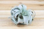 Wholesale Special: Small Tillandsia Xerographica Air Plants   4-5 Inches Across [Min Order 36] For Sale