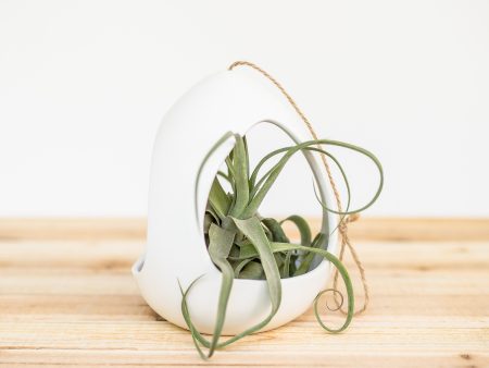 Large White Ceramic Hanging Pod with 2 Assorted Tillandsia Air Plants For Cheap