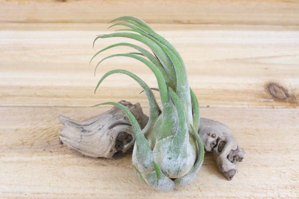 Wholesale: Tillandsia Mayan Collection Air Plants [Min Order 12] For Sale