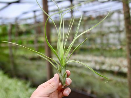 Sale: 35% Off - Tillandsia Balbisiana Air Plants [5, 10, or 15 Pack] For Discount