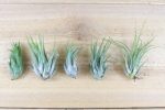 Wholesale: Large Tillandsia Ionantha Scaposa  Kolbii  Air Plants [Min Order 12] Online