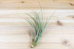 Wholesale: Tillandsia Fasciculata Tricolor  Golden Torch  Air Plants [Min Order 12] Cheap