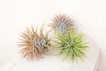 Sale: 40% Off - Large Tillandsia Ionantha Rubra Air Plants [10 or 20 Pack] Sale