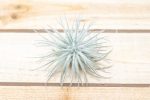 3 Small Tillandsia Tectorum Ecuador Air Plants for $14 Hot on Sale