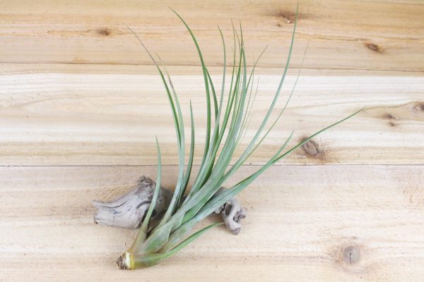 Wholesale: Tillandsia Fasciculata Tricolor  Golden Torch  Air Plants [Min Order 12] Cheap