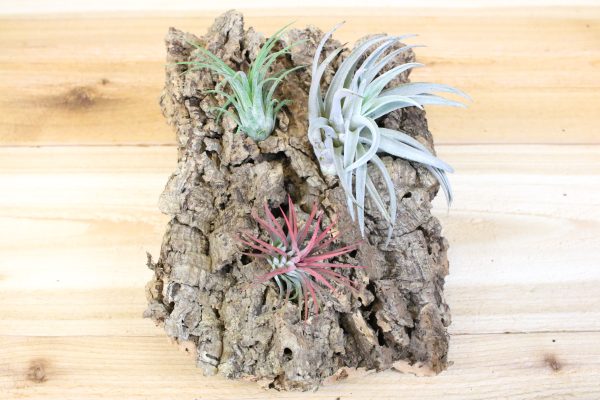 Sale: 30% Off - Medium Virgin Cork Bark with 3 Tillandsia Air Plants - Approximately 7 X 9 Inches with Glue [3 or 6 Pack] Supply