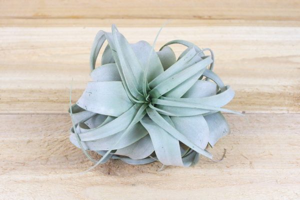 Wholesale Special: Small Tillandsia Xerographica Air Plants   4-5 Inches Across [Min Order 36] For Sale