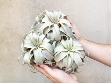 Sale: 3 for $36 Special - Medium Tillandsia Xerographica Air Plants   5-6 Inches Wide For Discount