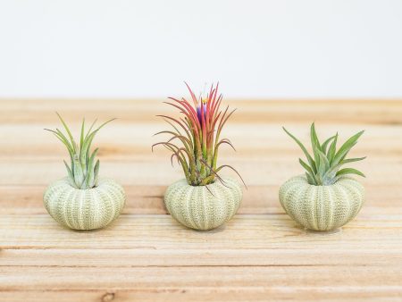 Green Sea Urchins with Tillandsia Air Plants [3, 6 or 9 Pack] Sale