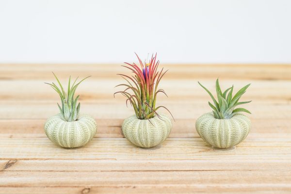 Wholesale: Green Urchin Seashell with Tillandsia Air Plants  [Min Order 12] Online Sale