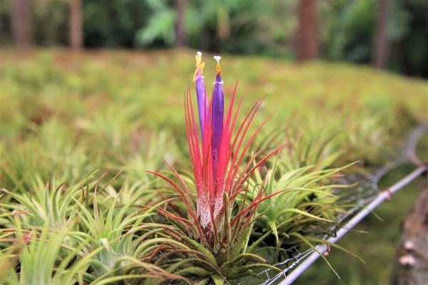 Wholesale: Large Tillandsia Ionantha Guatemala Air Plants [Min Order 12] on Sale