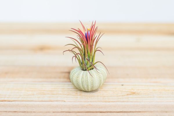 Wholesale: Green Urchin Seashell with Tillandsia Air Plants  [Min Order 12] Online Sale