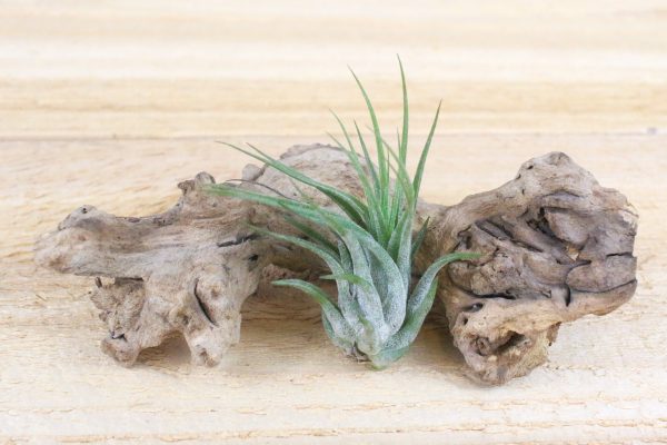 Wholesale: Large Tillandsia Ionantha Scaposa  Kolbii  Air Plants [Min Order 12] Online