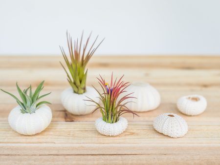 White Sea Urchins with Tillandsia Air Plants  [1, 3 or 5 Pack] Online Hot Sale