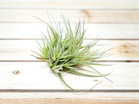 Wholesale: Tillandsia Tenuifolia Air Plant Clumps [Min Order 12] Cheap