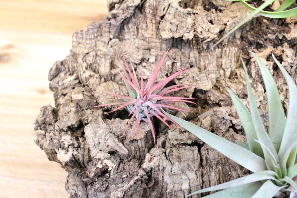 Sale: 30% Off - Medium Virgin Cork Bark with 3 Tillandsia Air Plants - Approximately 7 X 9 Inches with Glue [3 or 6 Pack] Supply