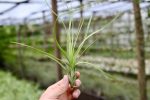 Wholesale: Tillandsia Balbisiana Air Plants [Min Order 12] For Discount