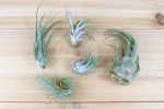 Wholesale: Tillandsia Mayan Collection Air Plants [Min Order 12] For Sale