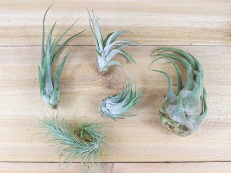 Wholesale: Tillandsia Mayan Collection Air Plants [Min Order 12] For Sale