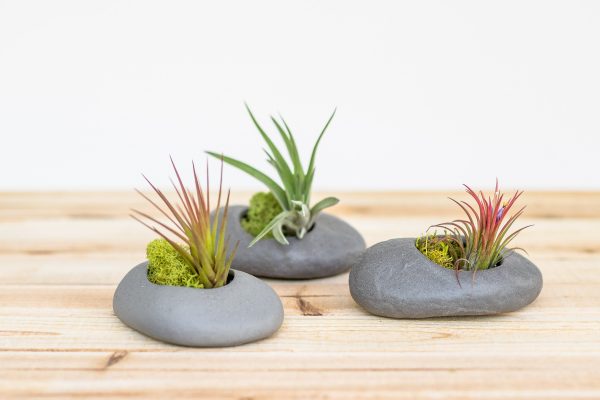 Gray Ceramic Stone Tillandsia Air Plant Holder [3, 6 or 9 packs] Supply