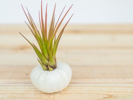 White Sea Urchin with Tillandsia Air Plant Cheap