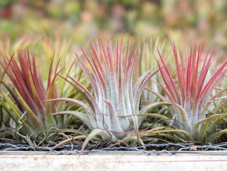 Wholesale: Large Tillandsia Ionantha Guatemala Air Plants [Min Order 12] on Sale