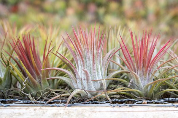 Wholesale: Large Tillandsia Ionantha Guatemala Air Plants [Min Order 12] on Sale