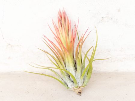 Tillandsia Scaposa  Kolbii  Air Plants [5 Pack] Online