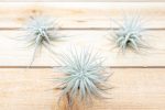 3 Small Tillandsia Tectorum Ecuador Air Plants for $14 Hot on Sale