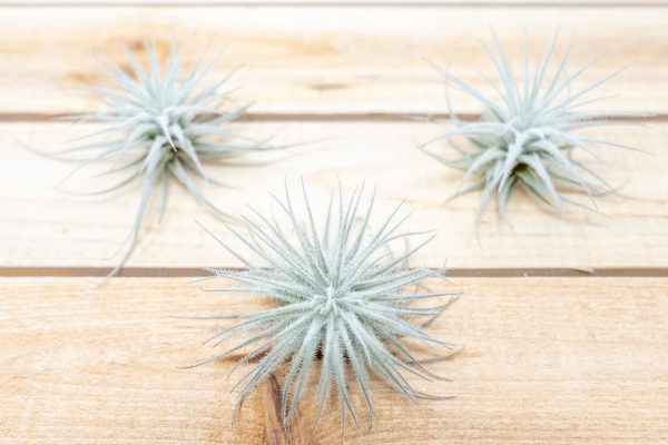 3 Small Tillandsia Tectorum Ecuador Air Plants for $14 Hot on Sale