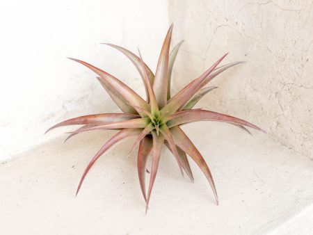 Tillandsia Abdita Air Plants [Single Plant] Hot on Sale