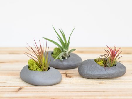 Wholesale: Gray Ceramic Stone Air Plant Holders with Assorted Tillandsia Air Plants  [Min Order 12] For Cheap