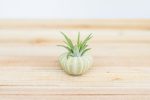 Wholesale: Green Urchin Seashell with Tillandsia Air Plants  [Min Order 12] Online Sale