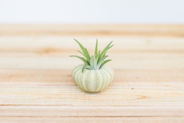 Wholesale: Green Urchin Seashell with Tillandsia Air Plants  [Min Order 12] Online Sale