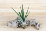 Wholesale: Tillandsia Fasciculata Tricolor  Golden Torch  Air Plants [Min Order 12] Cheap