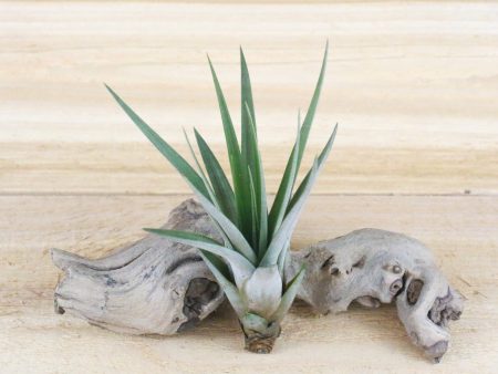 Wholesale: Tillandsia Fasciculata Tricolor  Golden Torch  Air Plants [Min Order 12] Cheap