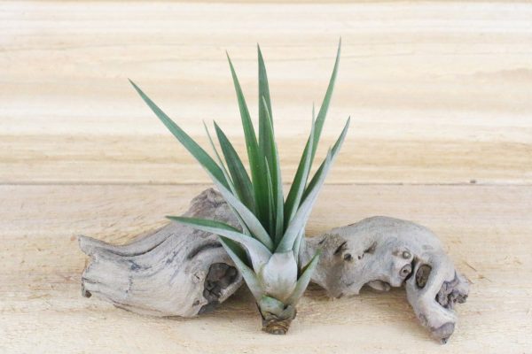 Wholesale: Tillandsia Fasciculata Tricolor  Golden Torch  Air Plants [Min Order 12] Cheap