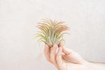 Sale: 40% Off - Large Tillandsia Ionantha Rubra Air Plants [10 or 20 Pack] Sale