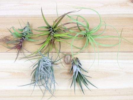 Collector s Choice - Collection of 10 Specialty Variety Tillandsia For Cheap