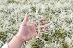 Wholesale: Tillandsia Albida  Minor  Air Plants [Min Order 12] Supply