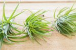 Wholesale: Tillandsia Victoriana Air Plants [Min Order 12] Fashion