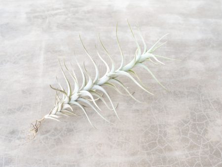 Wholesale: Tillandsia Albida  Minor  Air Plants [Min Order 12] Supply