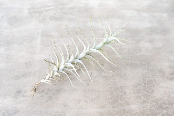 Wholesale: Tillandsia Albida  Minor  Air Plants [Min Order 12] Supply