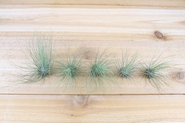 Wholesale: Tillandsia Argentea Thin  -  Fuchsii v Gracilis   Air Plants [Min Order 12] Online now