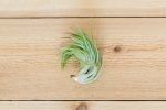 Wholesale: Tillandsia Victoriana Air Plants [Min Order 12] Fashion